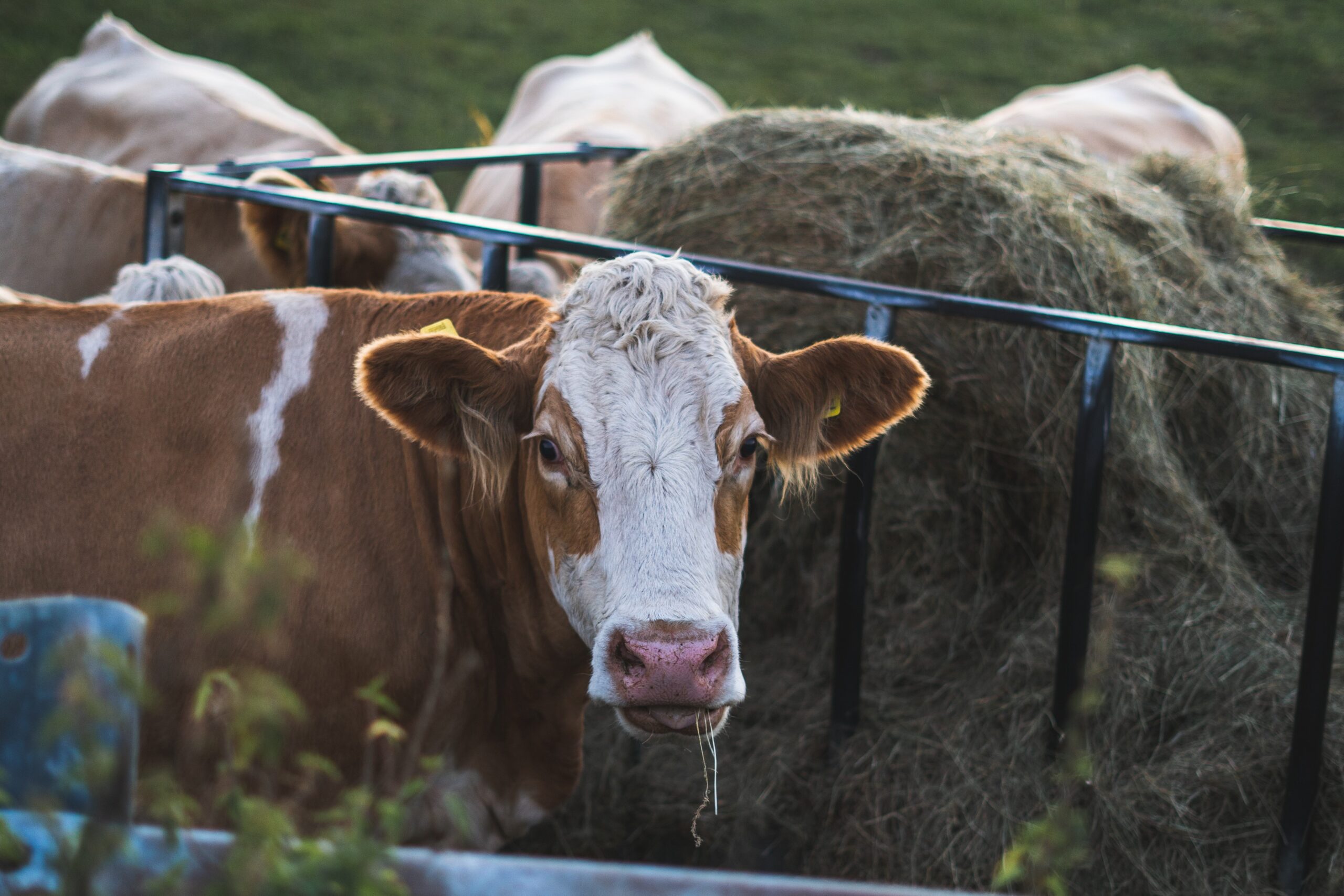 Cotizaciones dispares en la hacienda de feedlot por falta de terminación