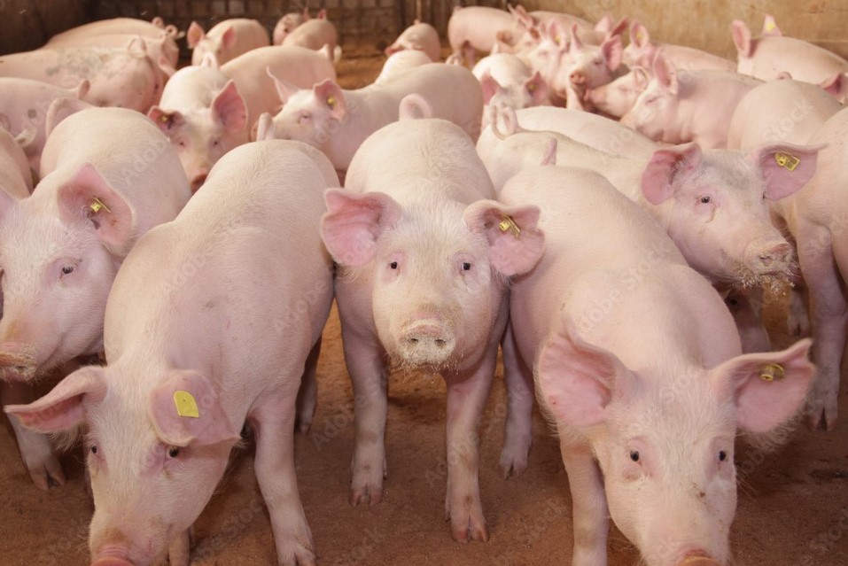 “Perspectivas del sector porcino e Inseminación artificial»