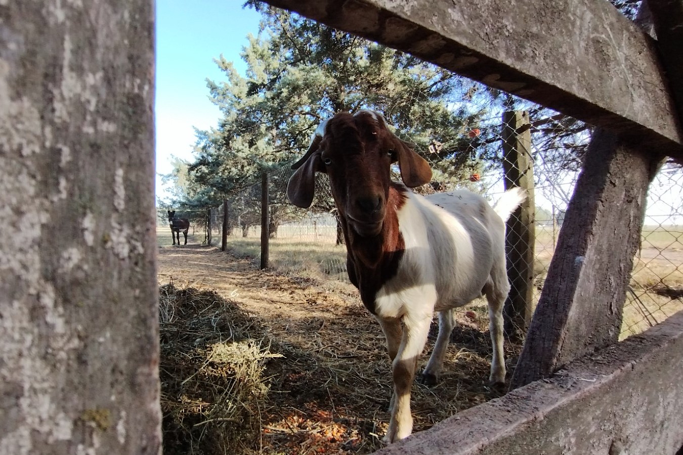 La certificación europea en bienestar animal llega a Latinoamérica