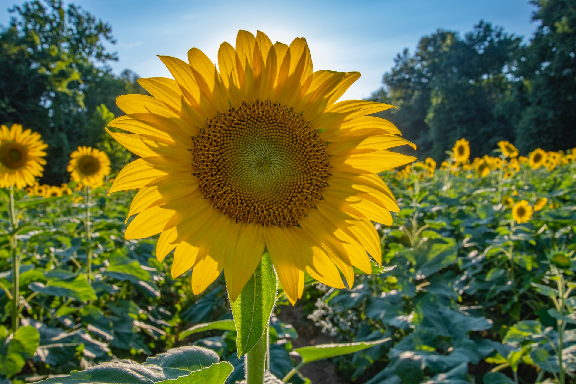 La intención de siembra del girasol en aumento