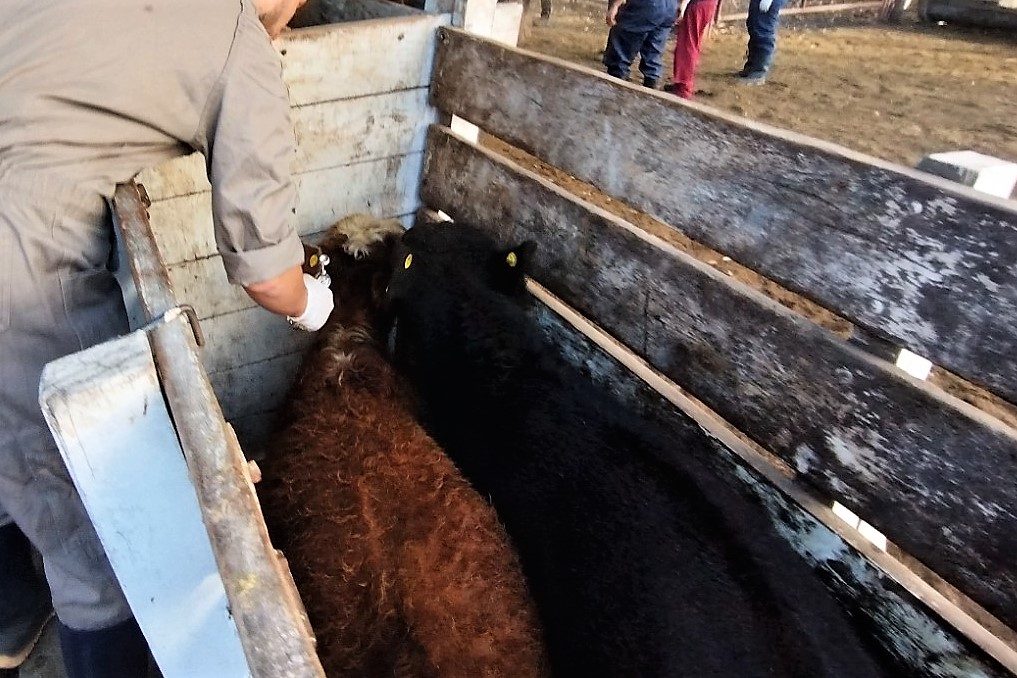 Casi 146 mil bovinos vacunados en el norte pampeano