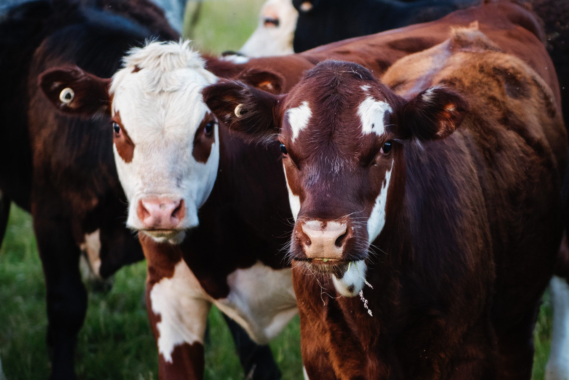 Las vacas traccionaron los precios de la hacienda