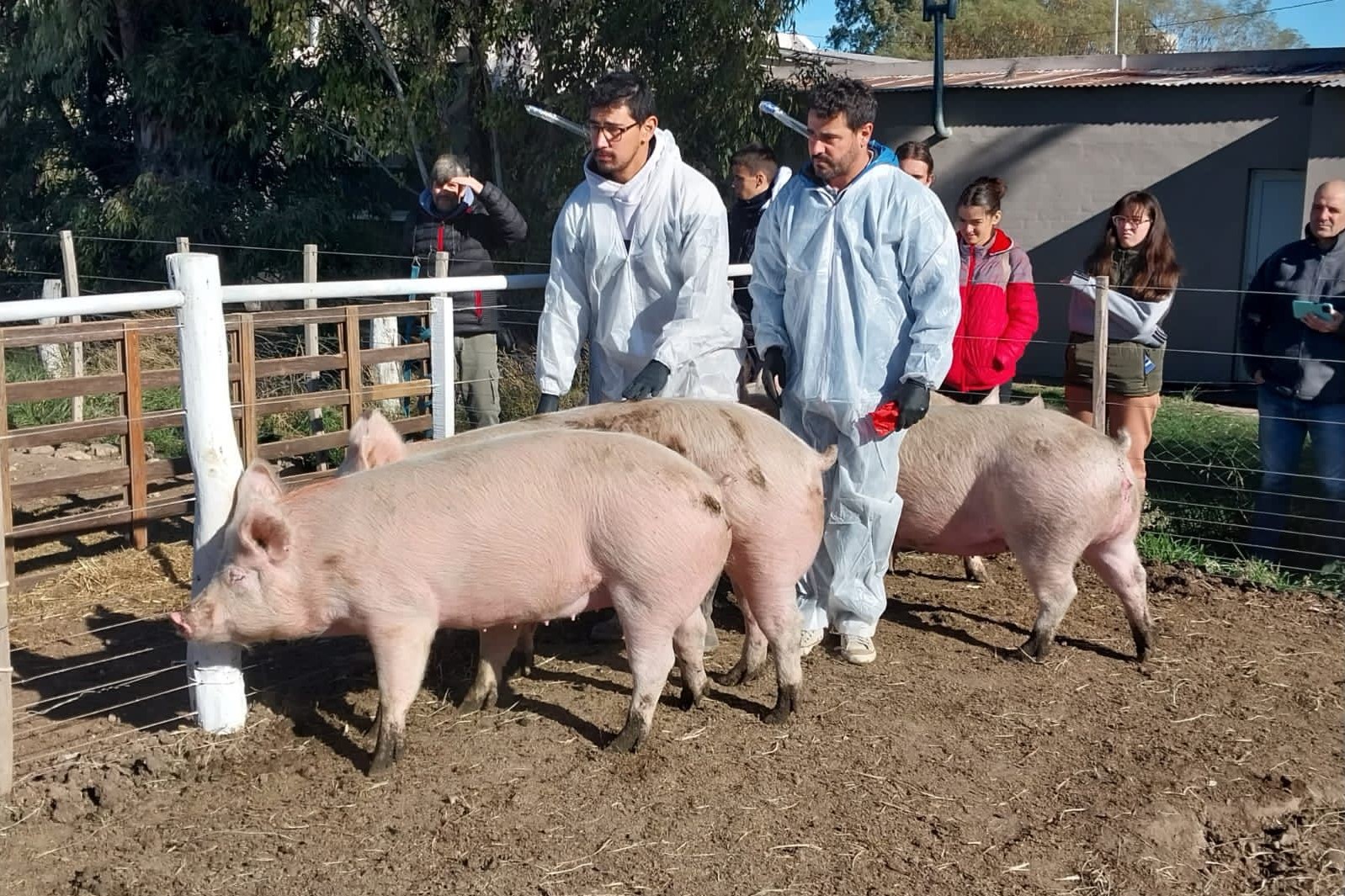 Porcinos: Producción, perspectivas futuras y reproducción
