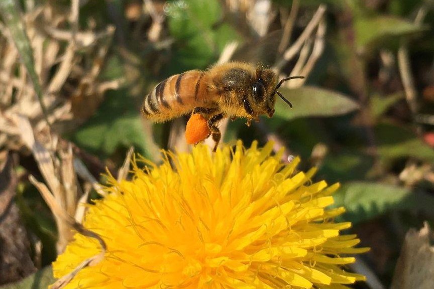 Estudian el estado de la biodiversidad en establecimientos agropecuarios de Región Pampeana