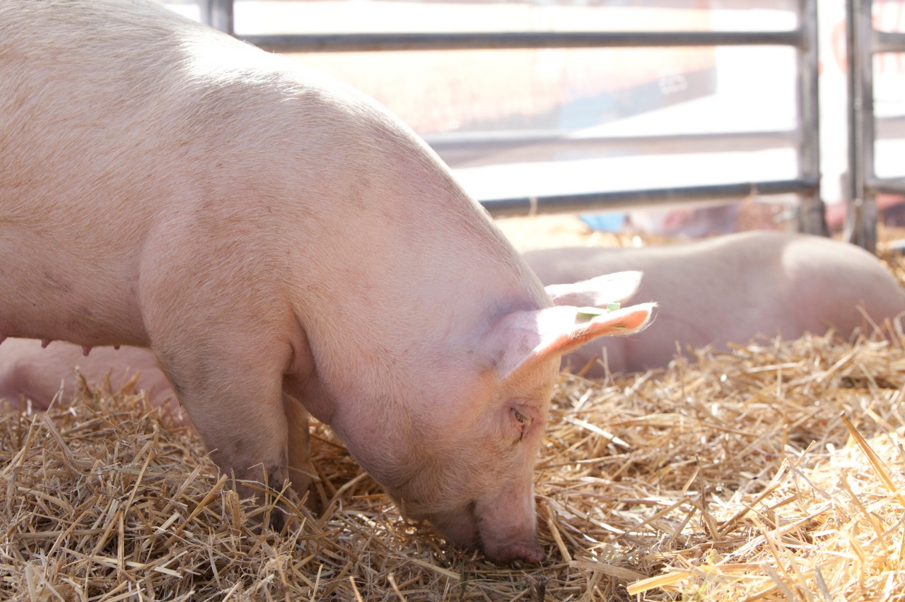 Pautas para la sanidad porcina en el Cono Sur