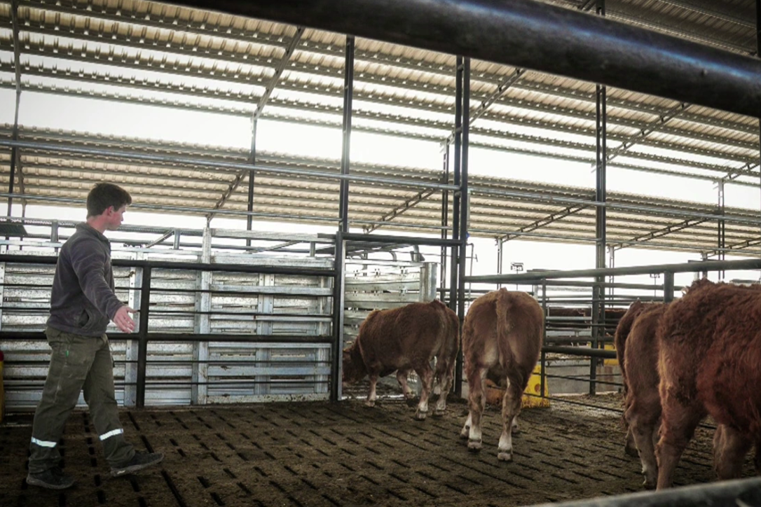 Generan insumos para abastecer su feedlot y venden los excedentes