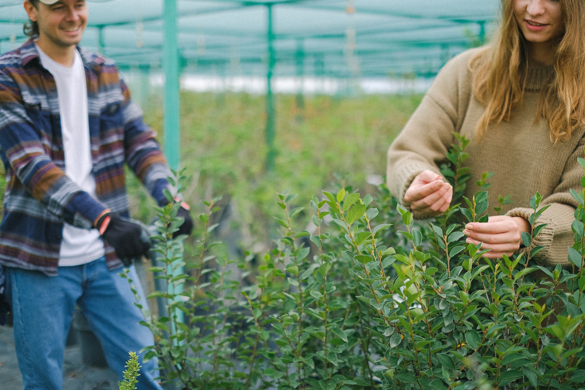 Manejo ecológico de plagas en la horticultura