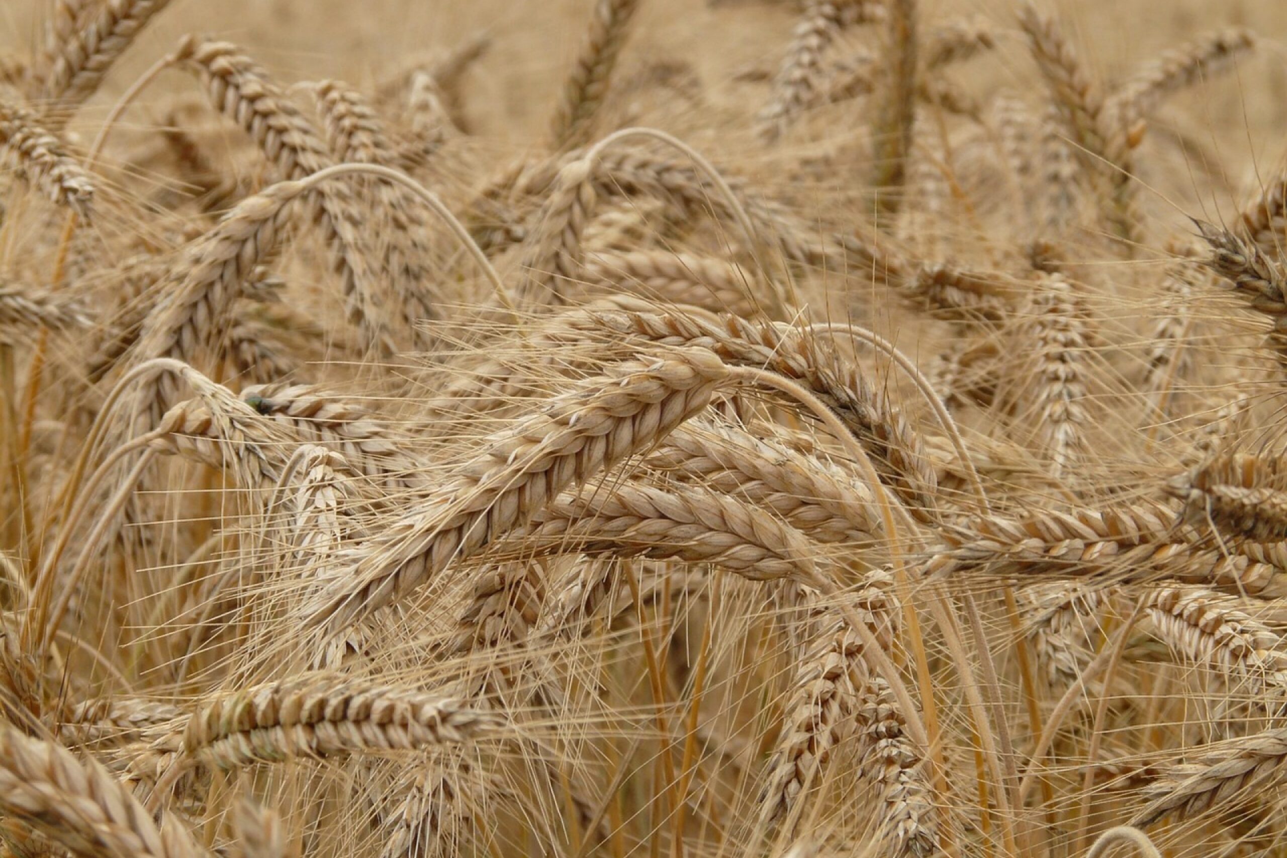 Se estiman 310.100 hectáreas de trigo para la siembra en La Pampa