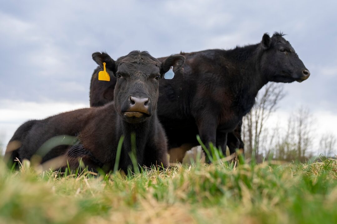 Pese a los pronósticos, la primavera fue más beneficiosa para el forraje