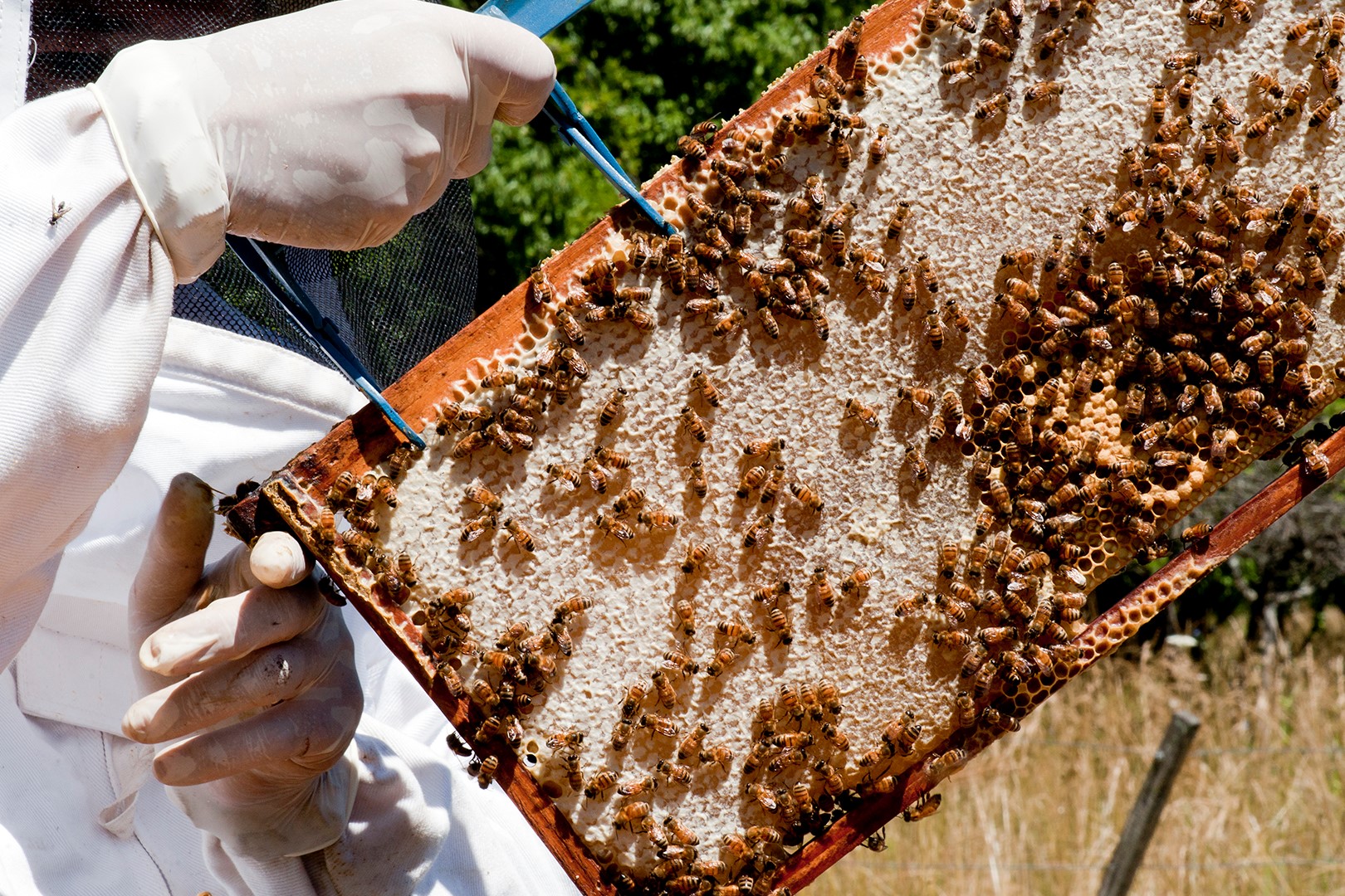 Abejas reinas certificadas: Desde Río Negro a Europa