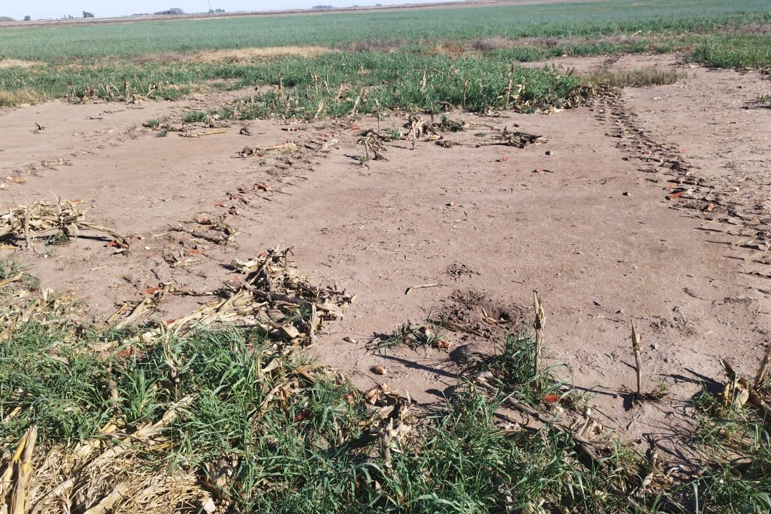 Implantan pasturas y trabajan juntos para mitigar los problemas de cuenca