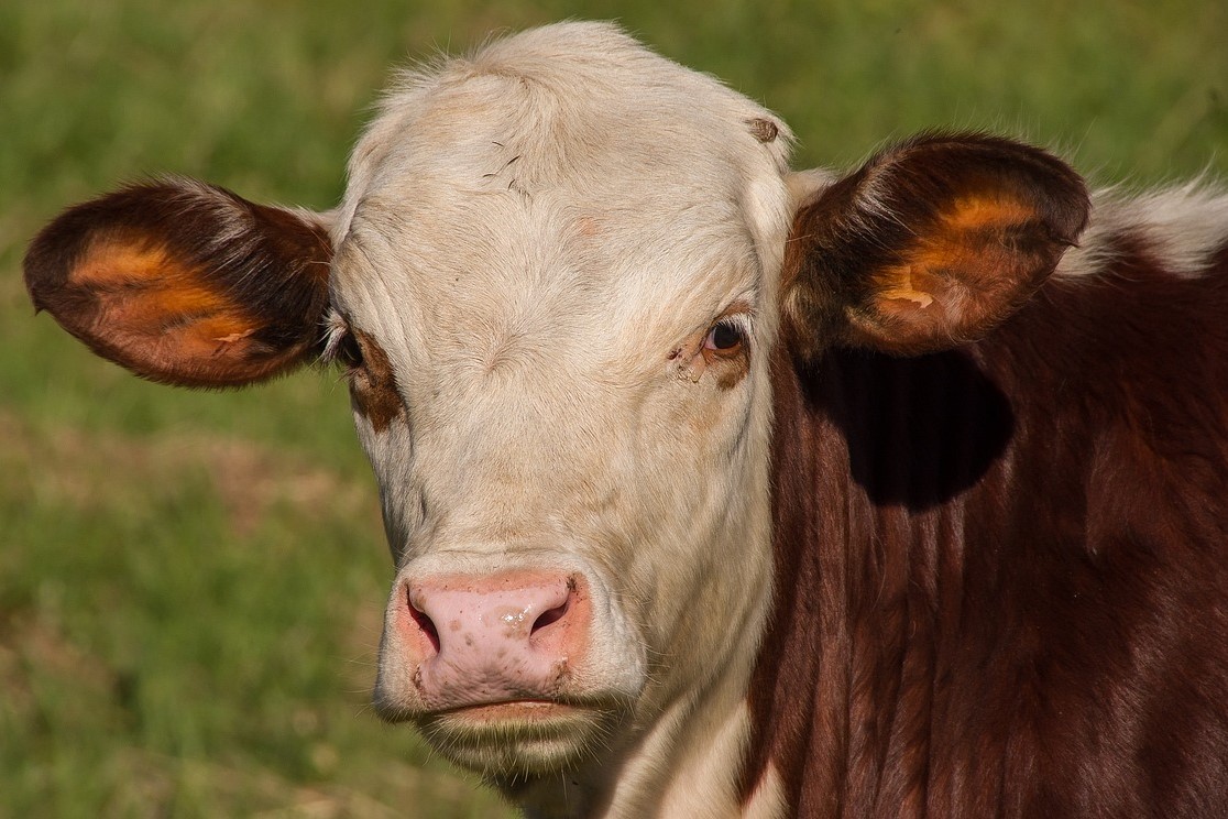 Braford, Brangus y Brahman en un acuerdo con INTA