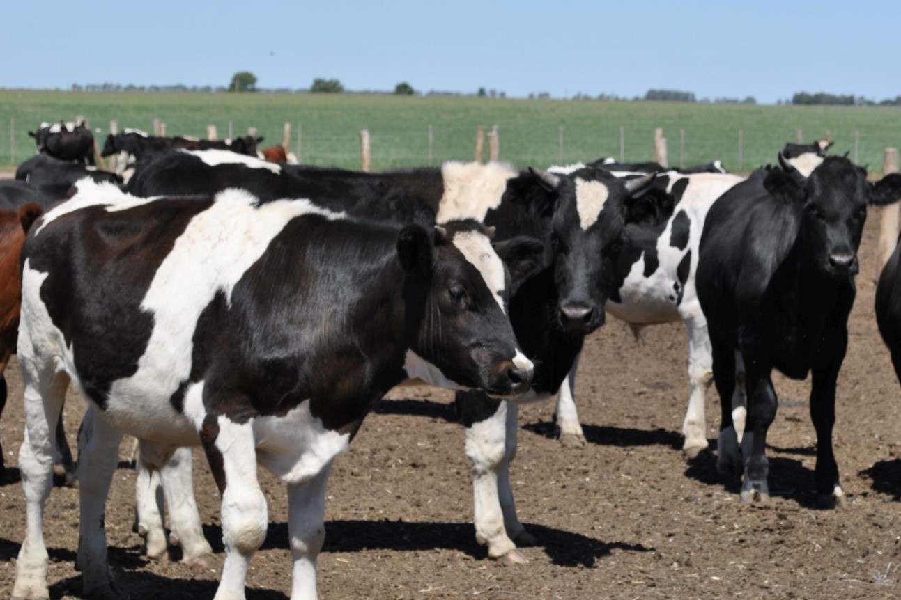 Diez ediciones de la especialización en ganadería lechera