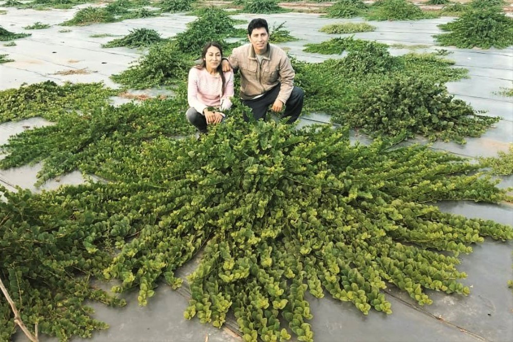 Se producen alcaparras desde Luan Toro