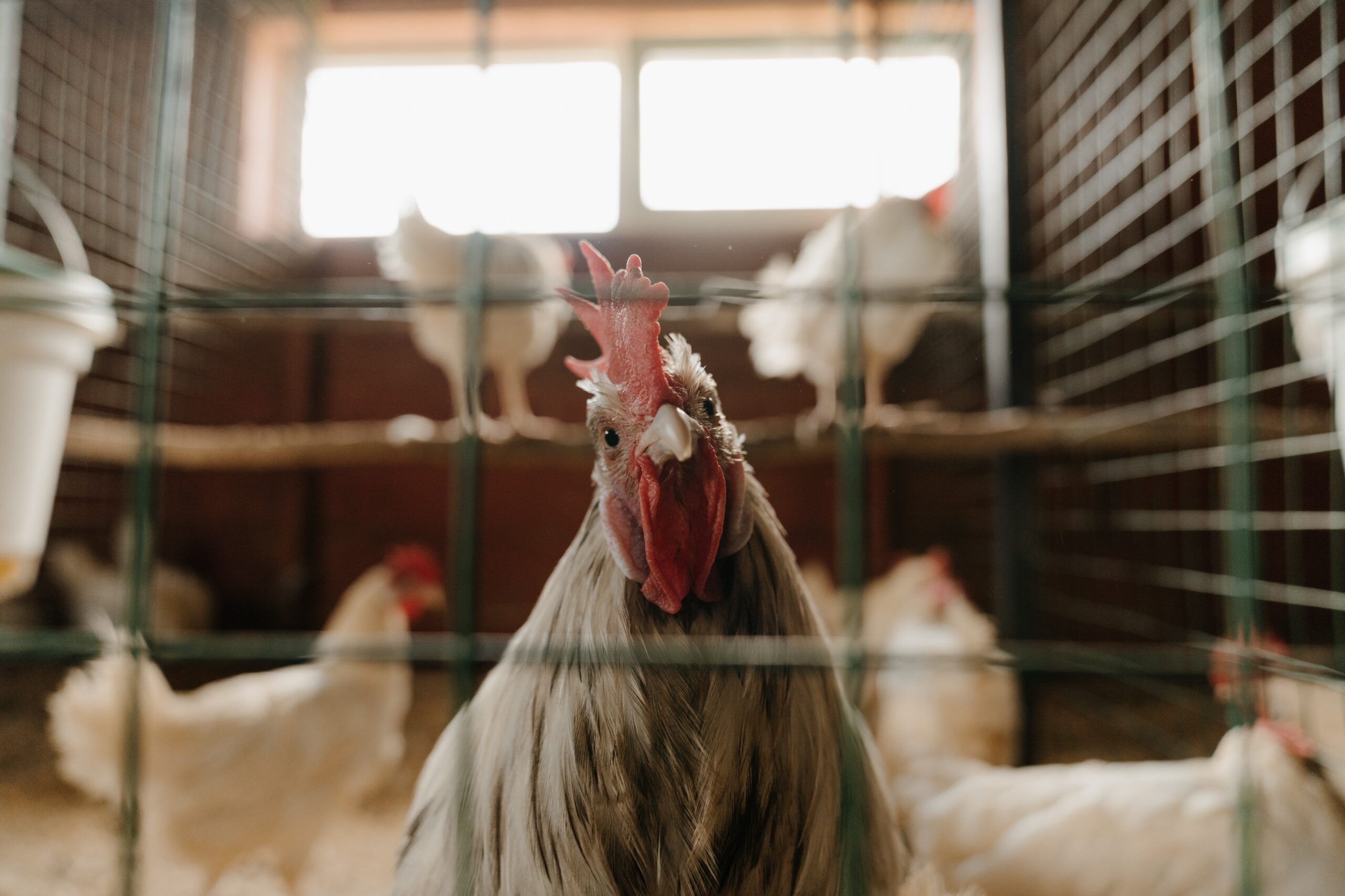 Incentivan la producción local de pollos