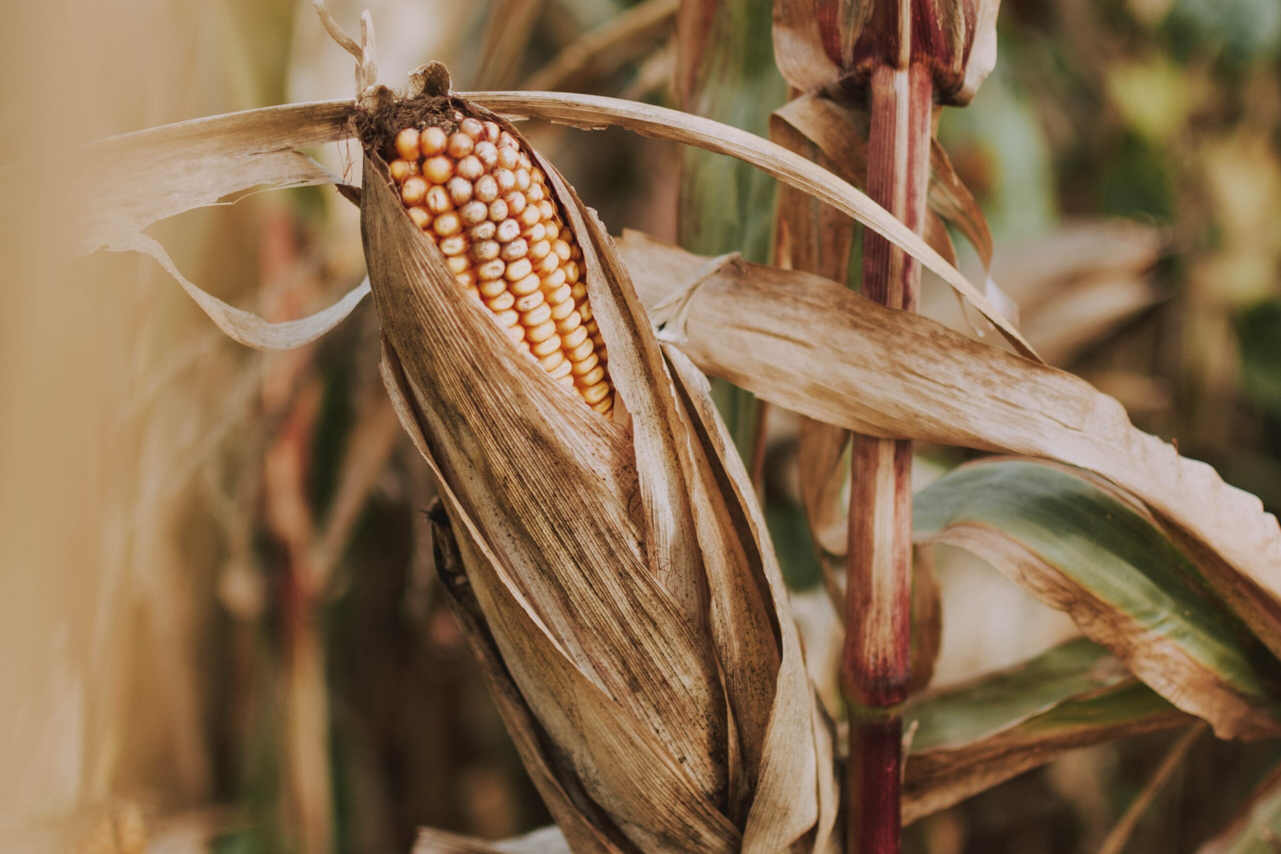 Finalizó la cosecha de maíz y sorgo