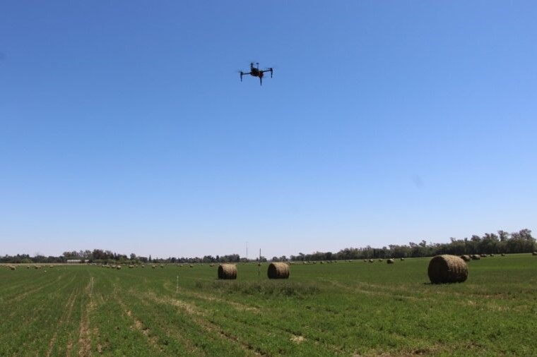 Drones como aliados de la siembra de alfalfa