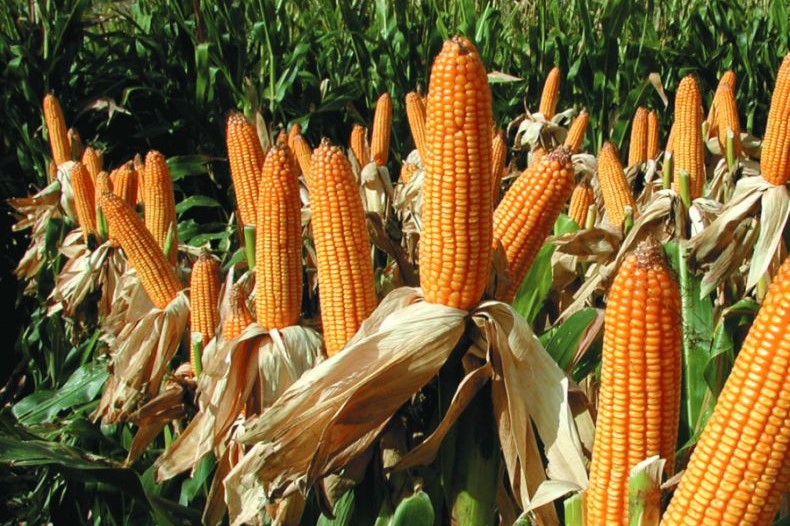 La campaña de maíz en Argentina en camino al récord histórico