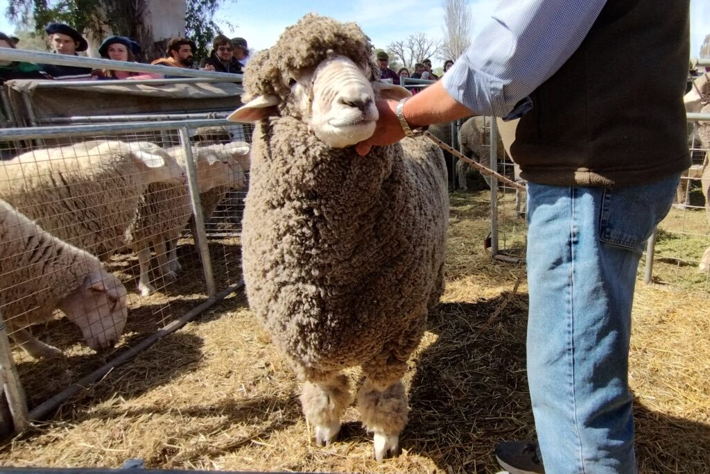Argentina exportará pequeños rumiantes para faena y material genético a ...