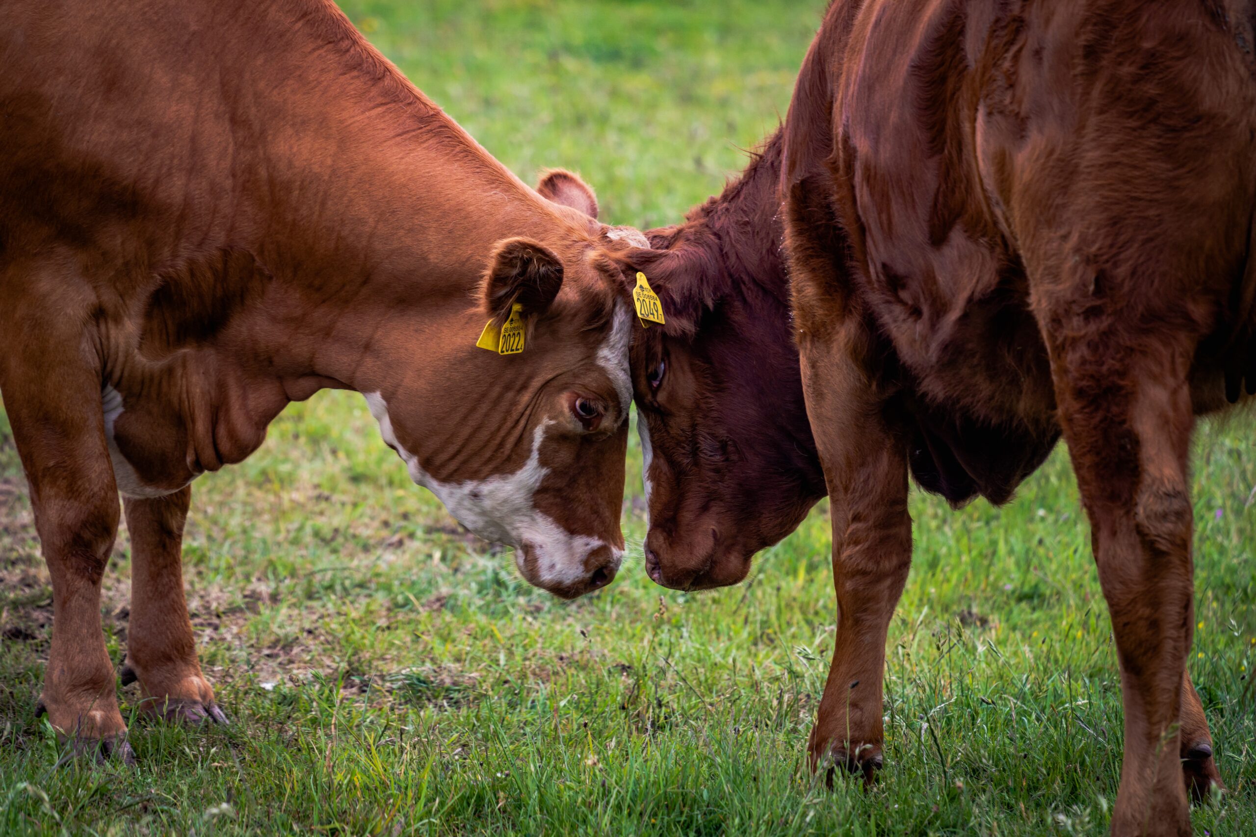 Vacas y toros lideraron los aumentos