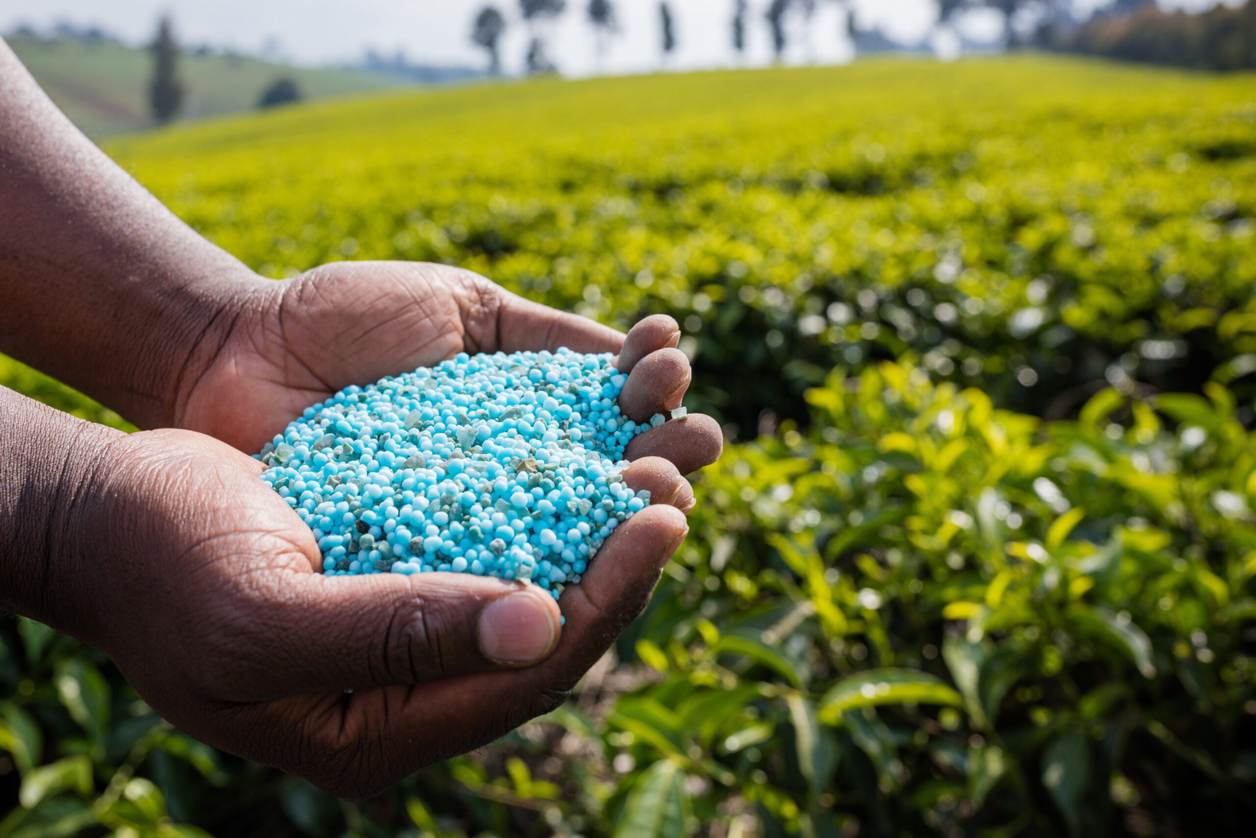 Cien kilos de urea por hectárea