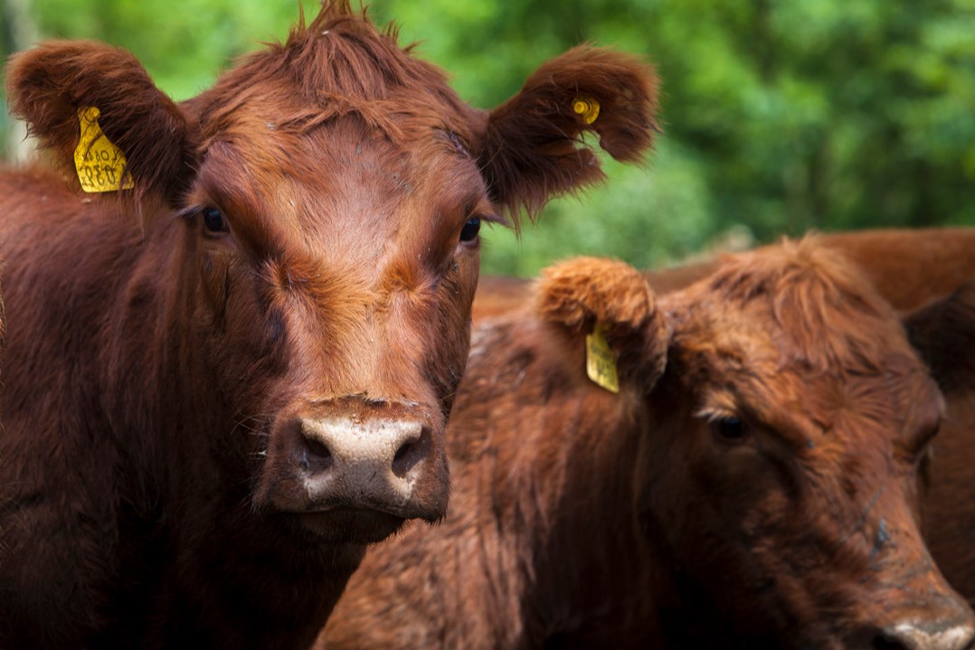 Más de 52 millones de bovinos vacunados contra la Fiebre aftosa en la primera campaña 2023