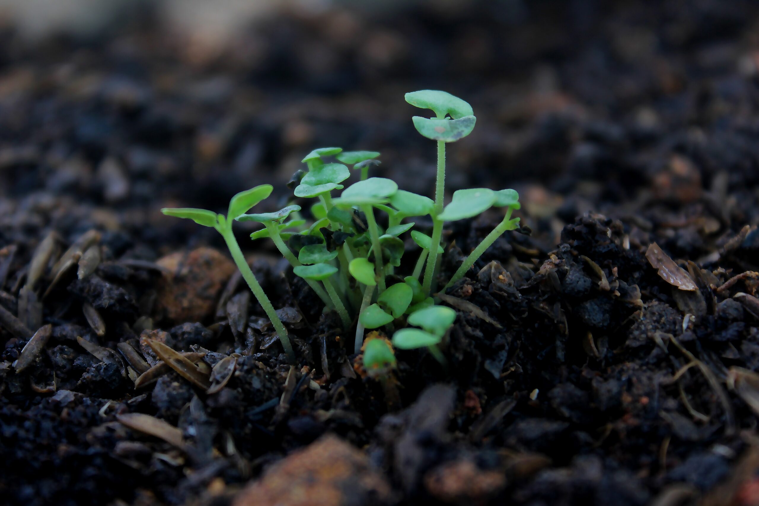 Bacterias de vida libre para fertilizar los cultivos