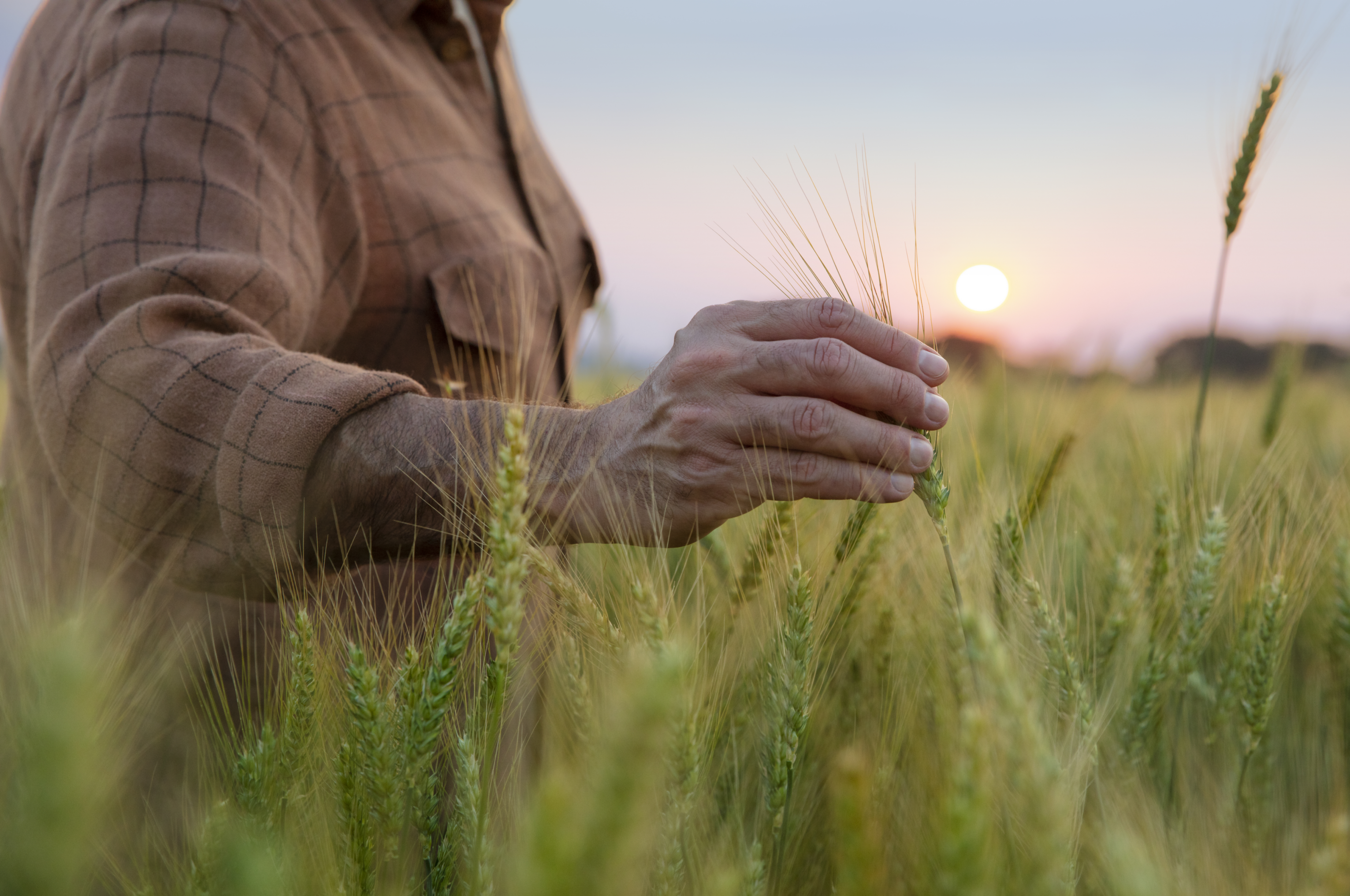 El trigo y la cebada superarán las 23 millones de toneladas