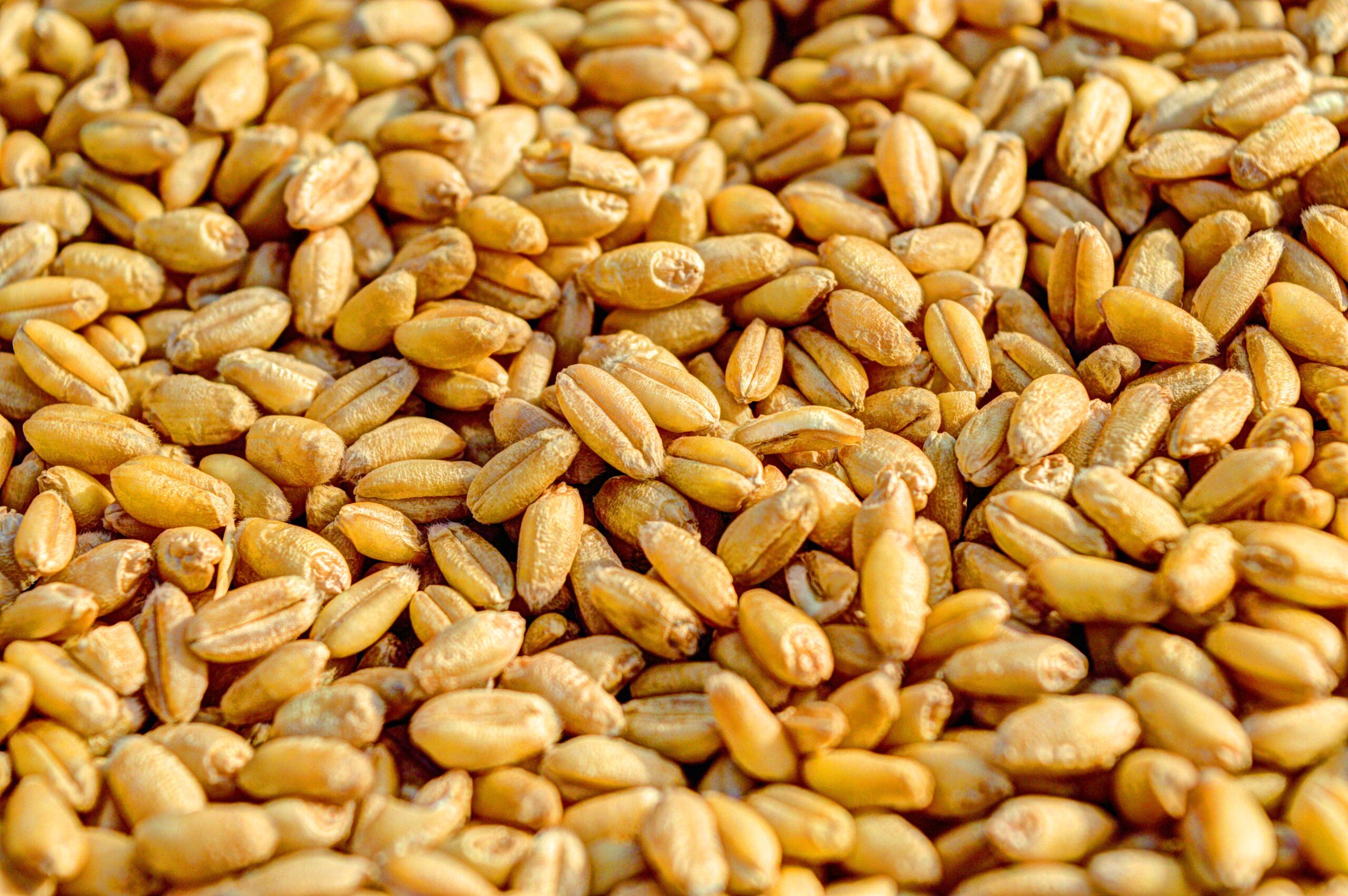 Protocolo de requisitos fitosanitarios para la exportación de granos de trigo a China