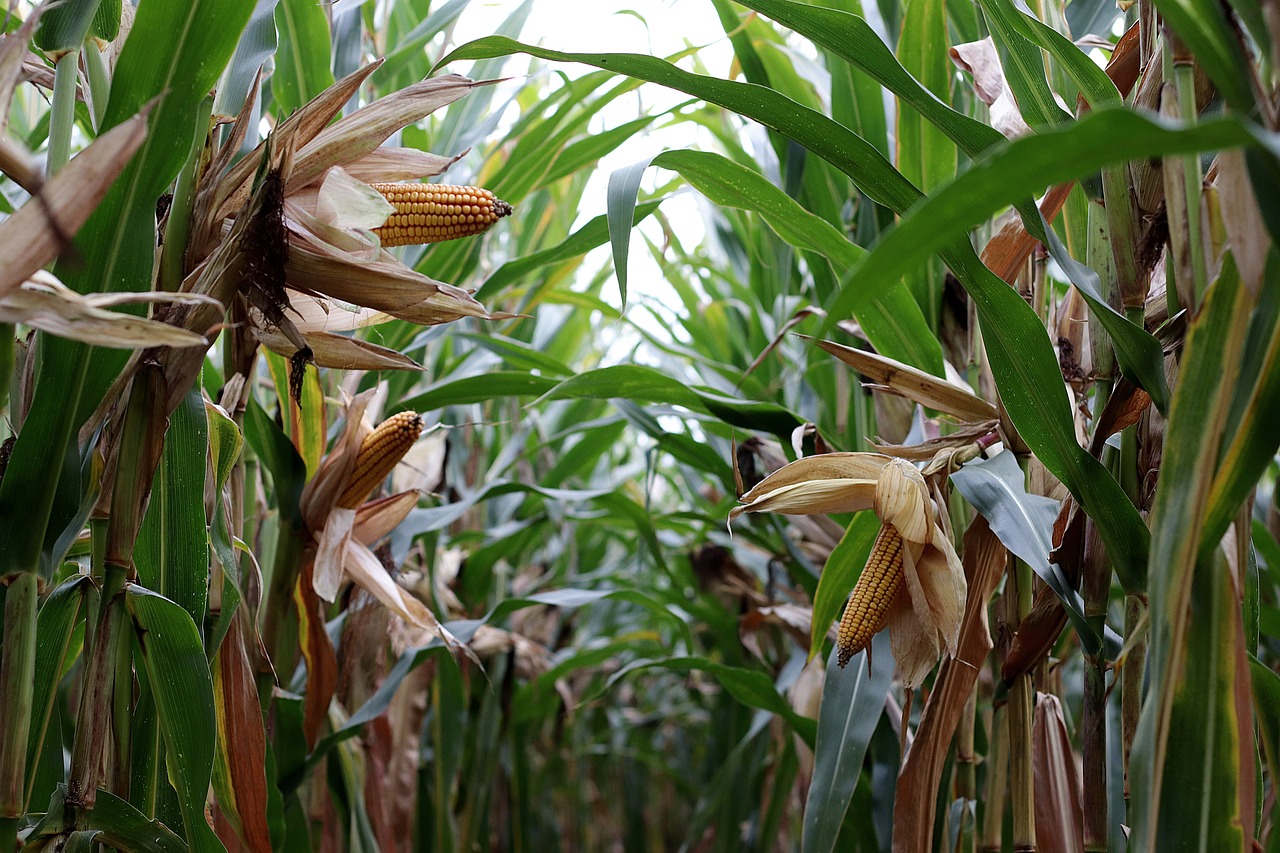 Finaliza la campaña de maíz con rendimiento promedio de 6.000 Kg/ha