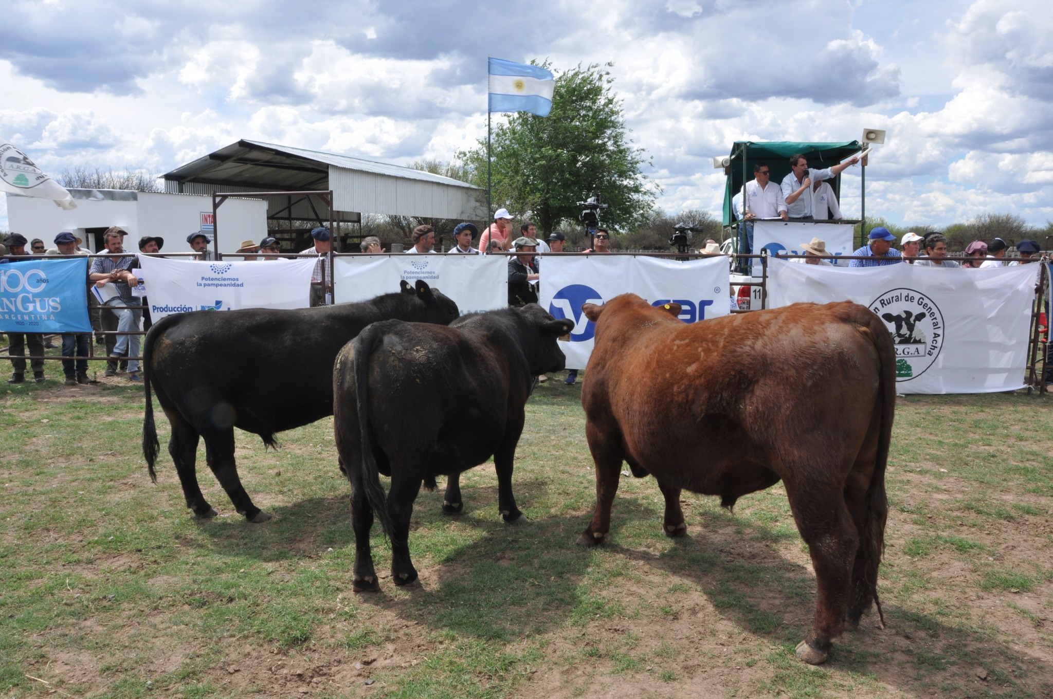 Conformes con el desempeño de los toros adaptados al semiárido