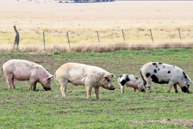 Porcinos: Más de $1.395 millones para acompañar a 667 productores