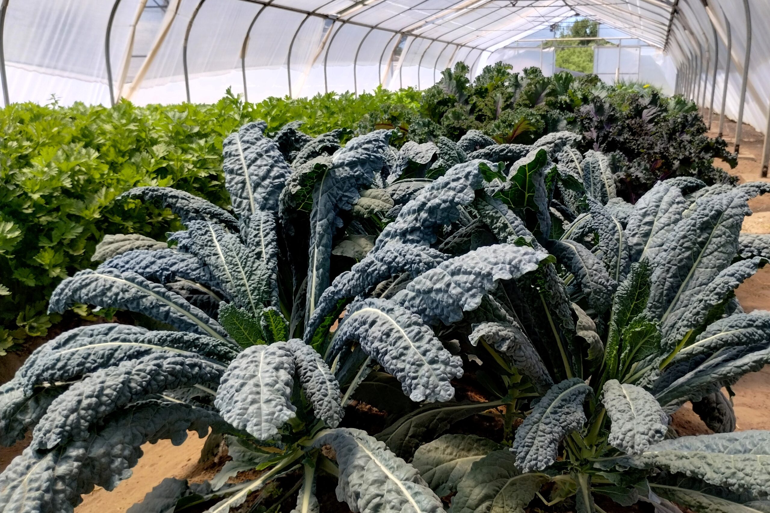 Un recorrido verde por los túneles con cientos de cultivares hortícolas