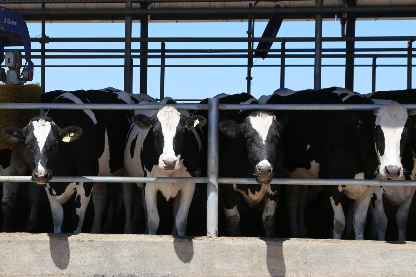 La producción lechera pampeana con un estimado de 2.357 litros/ tambo por día