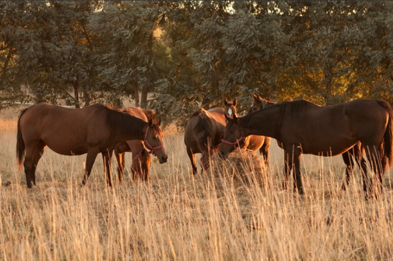 Encefalomielitis equinas: Nuevas medidas para el movimiento de equinos