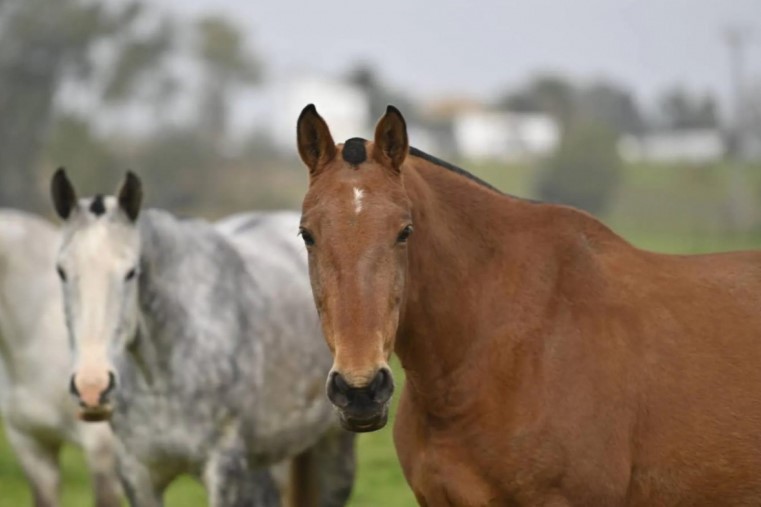 Nuevos focos de encefalomielitis equina en la provincia