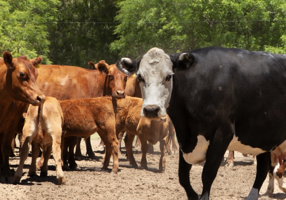 Se actualizan requisitos para movimiento de animales susceptibles a fiebre aftosa