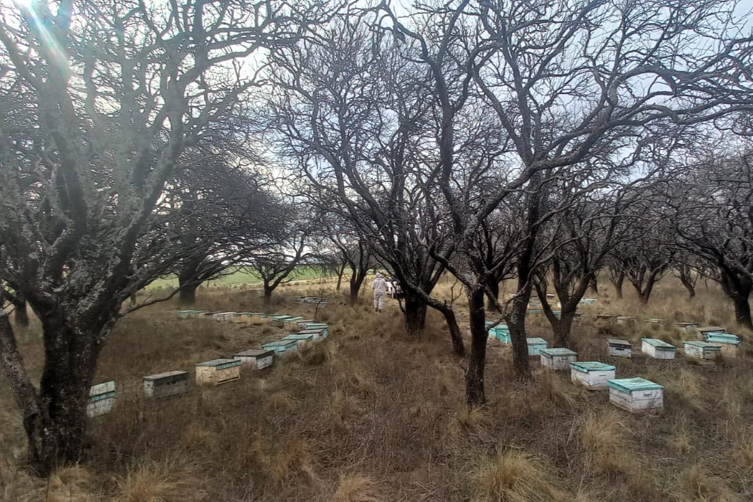 Primera cosecha de miel de piquillín