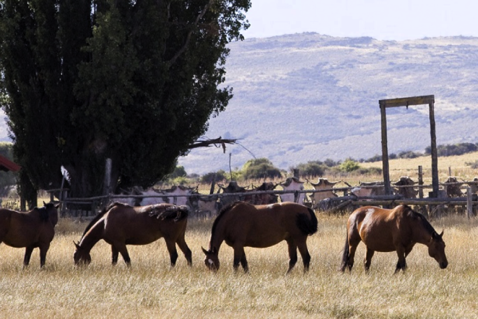 Encefalomielitis equina: Se estableció la vacunación obligatoria 