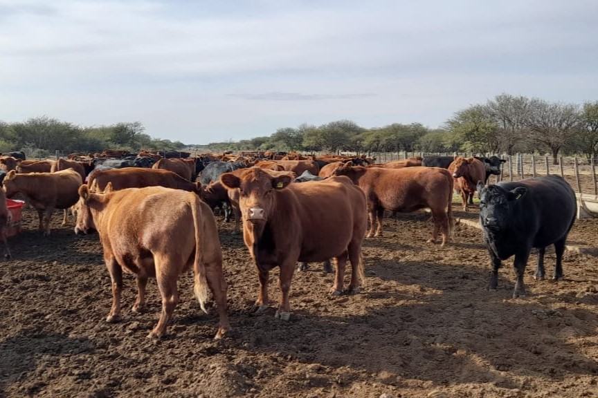 Aumentaron los montos de créditos para pequeños productores ganaderos