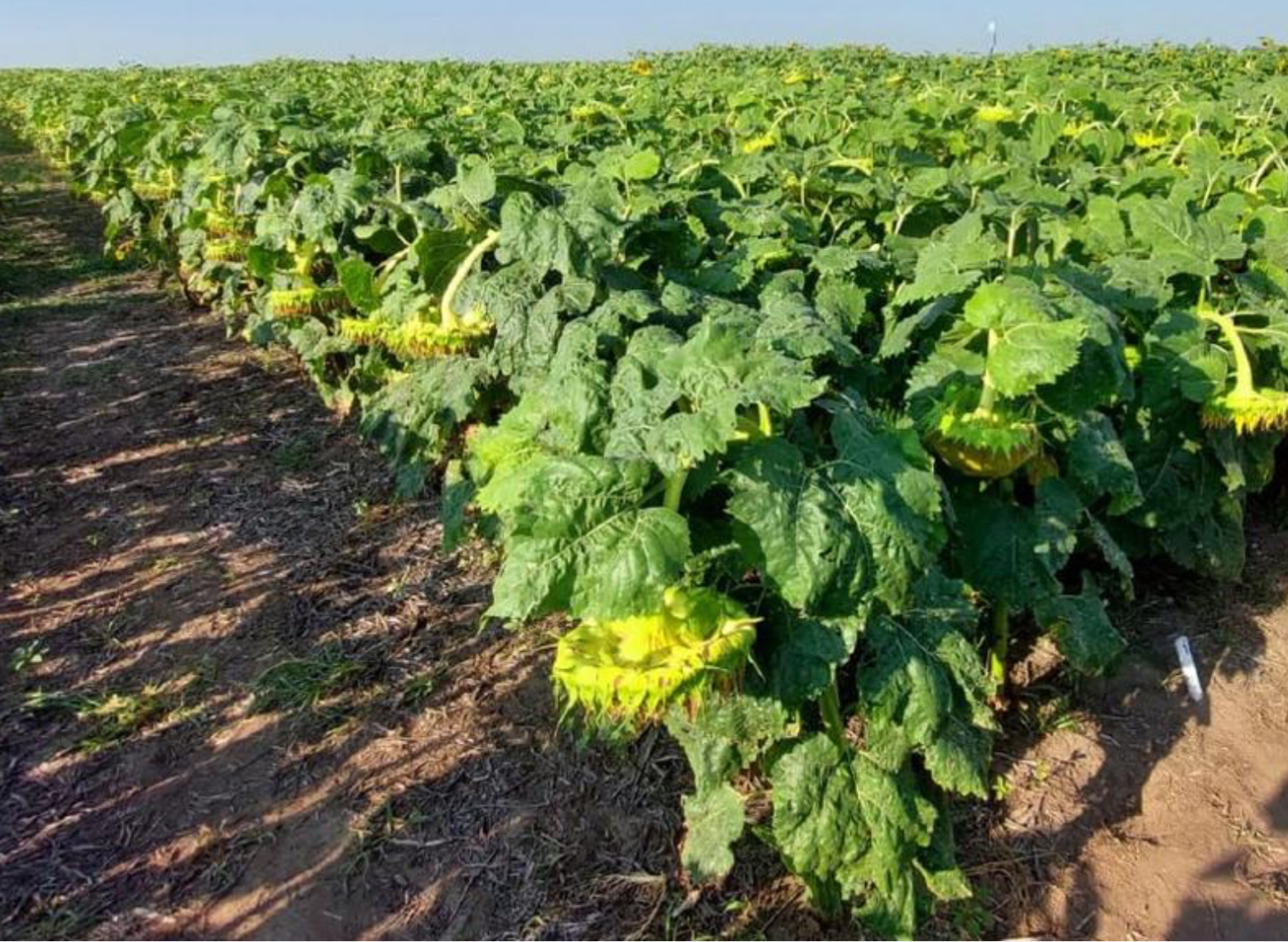 Una jornada a puro girasol