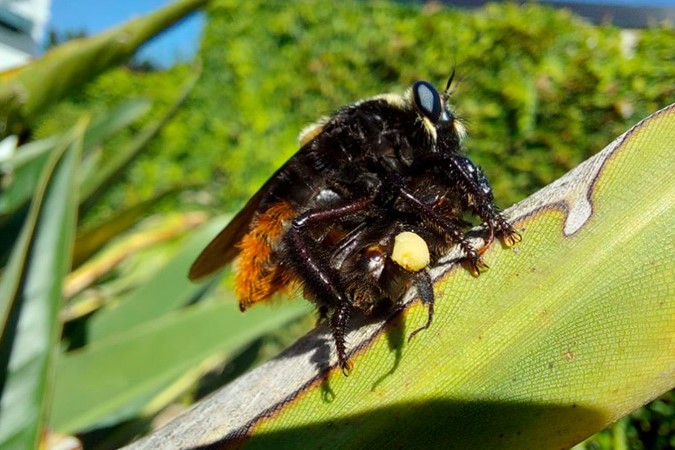 Alertan a los apicultores sobre el crecimiento de una plaga