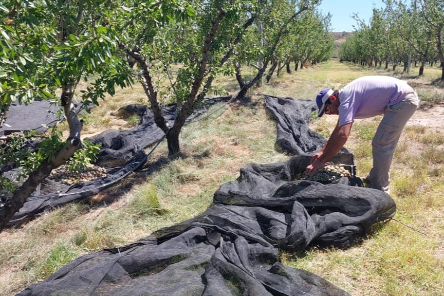 Cosecha de almendras en el sur provincial