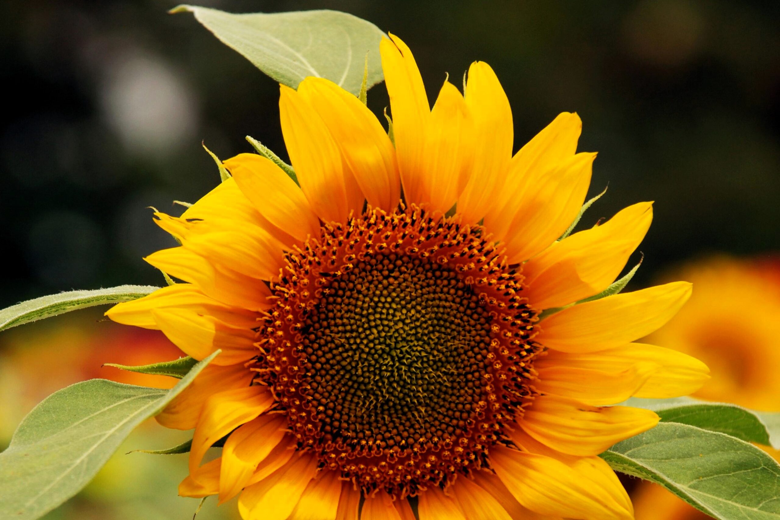 Estiman mayor producción de aceite de girasol