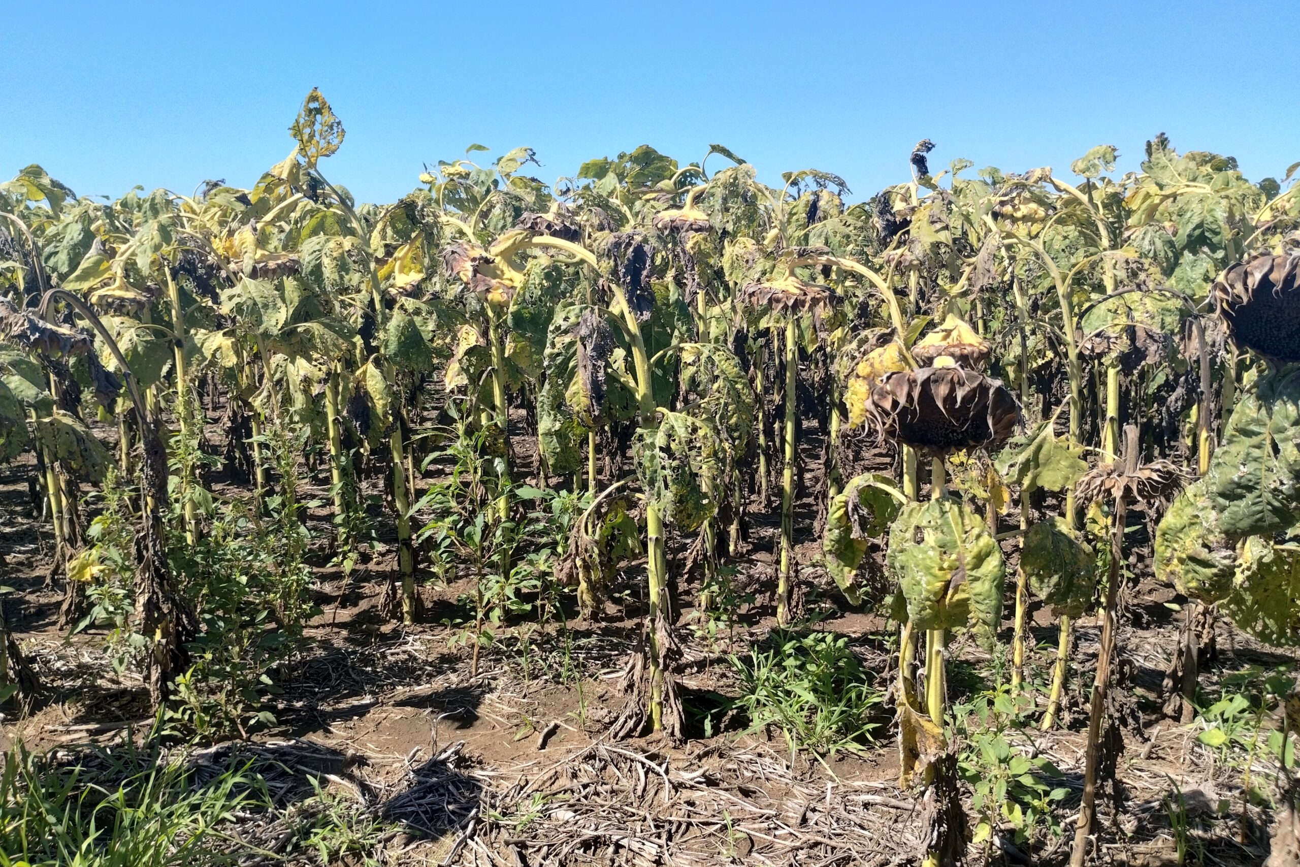 El girasol siente la demora por «falta de piso»