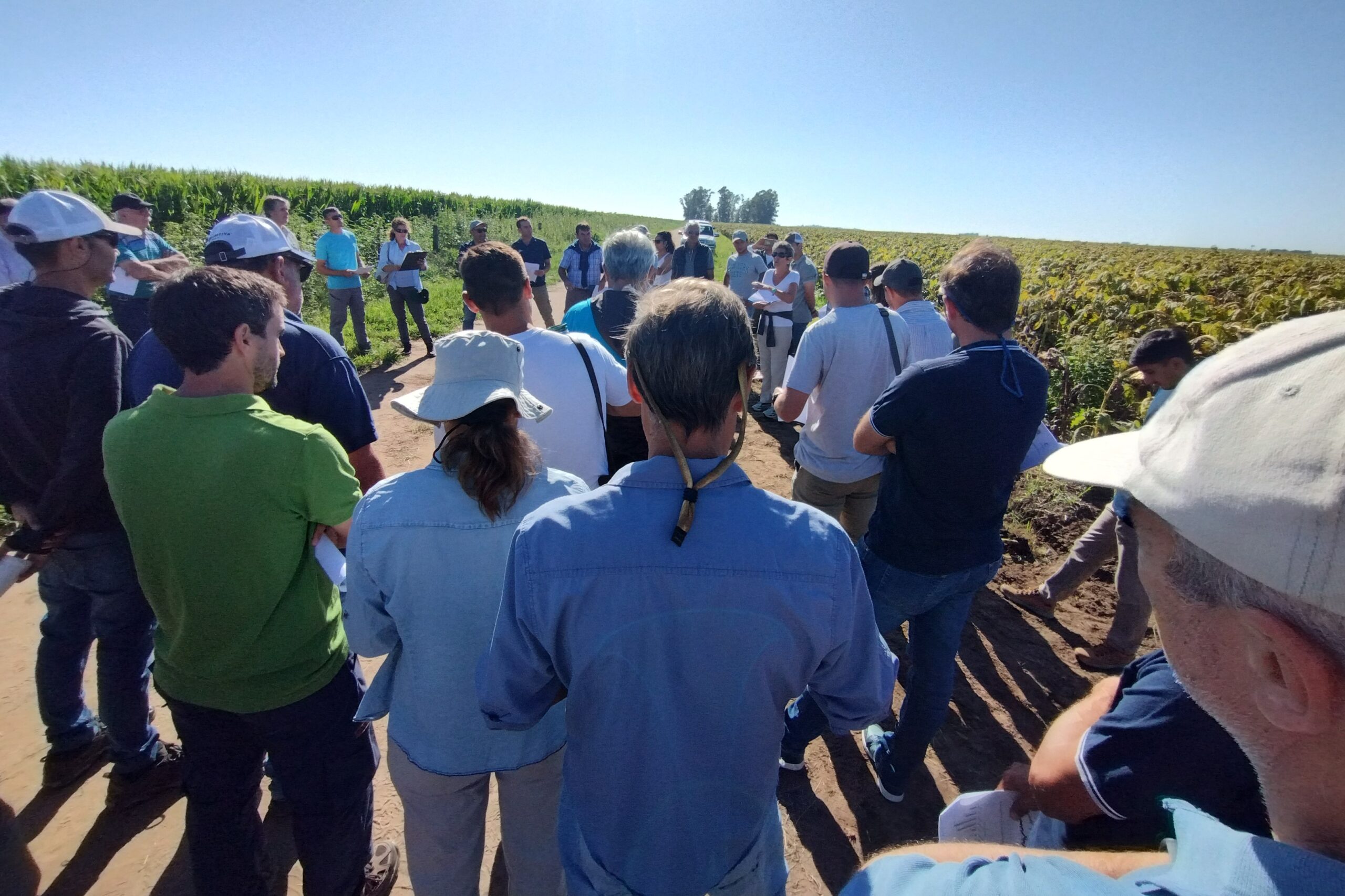 Girasol: Media hectárea de ensayos en el norte pampeano