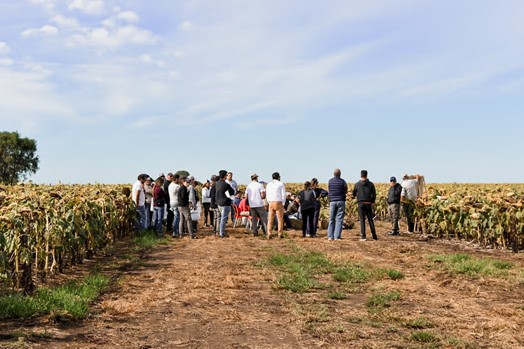 Girasol: Una corrección con nitrógeno y fósforo marca la diferencia