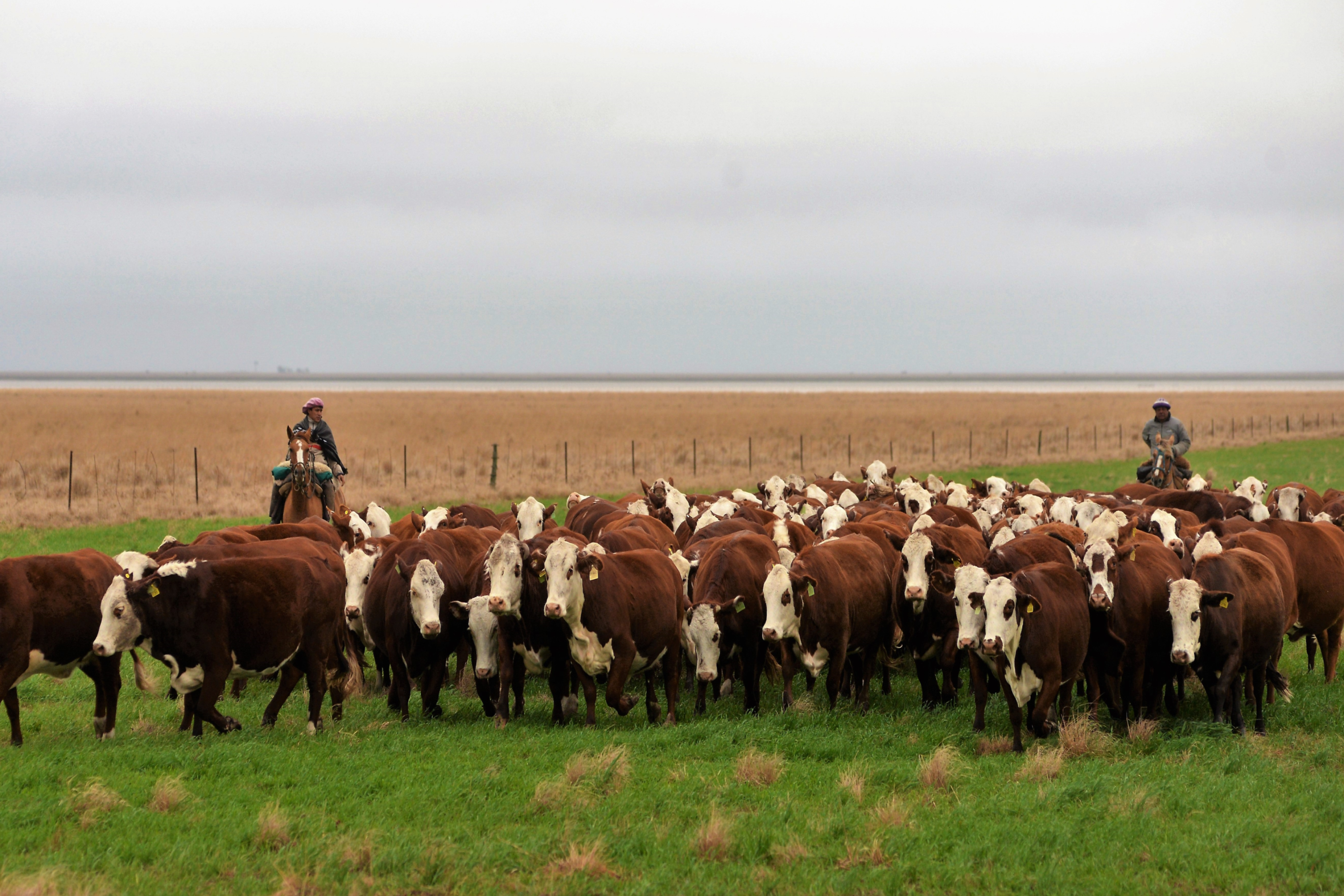 Jornada a campo del IPCVA en Corrientes: Carne del NEA al mundo