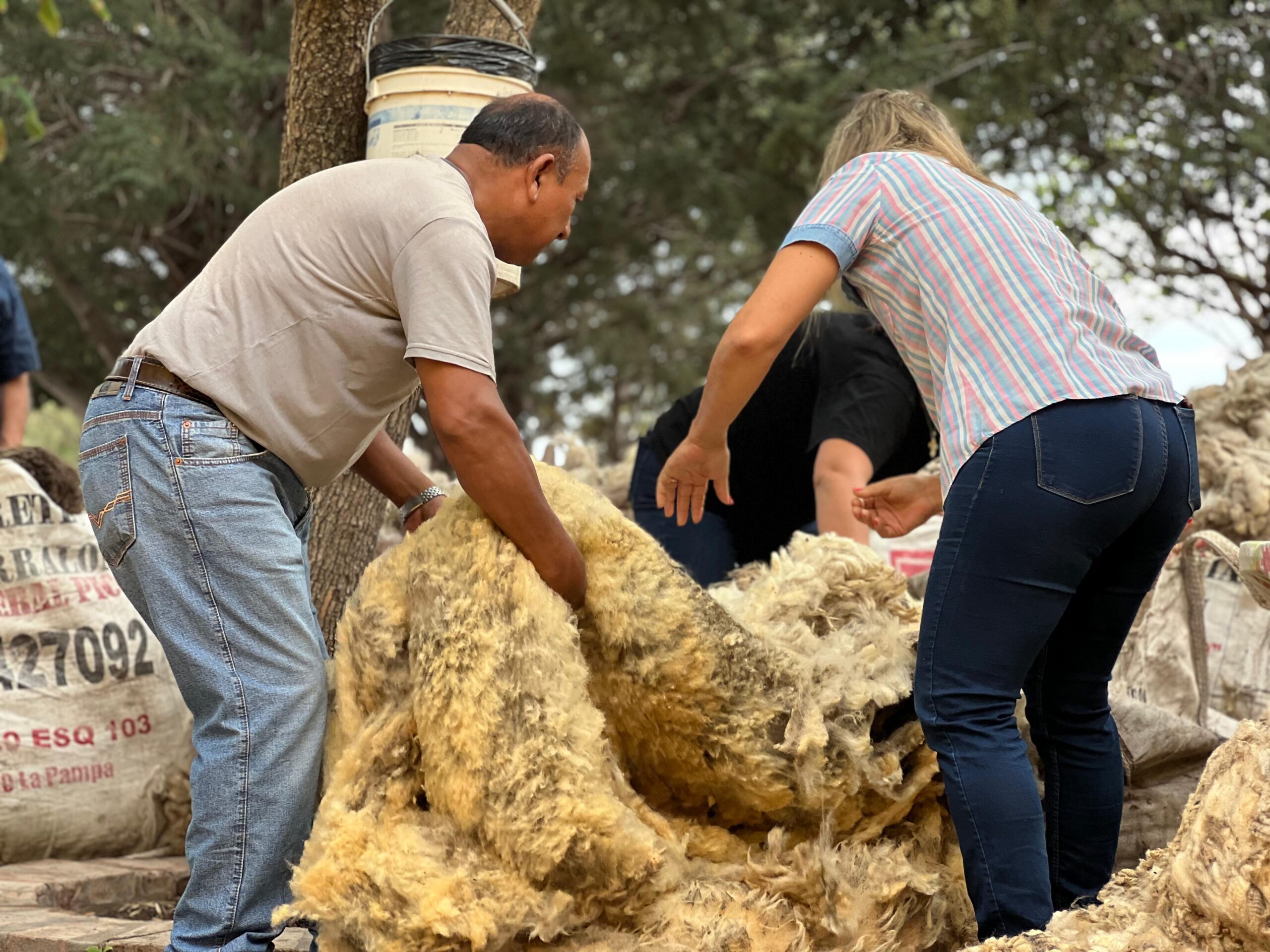 La Facultad de Veterinarias donó lana de oveja y fibra de llama