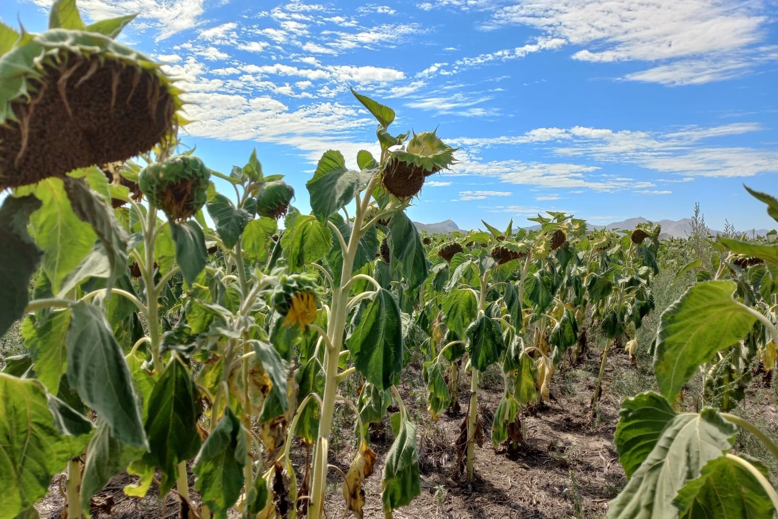 Una buena cosecha de girasol